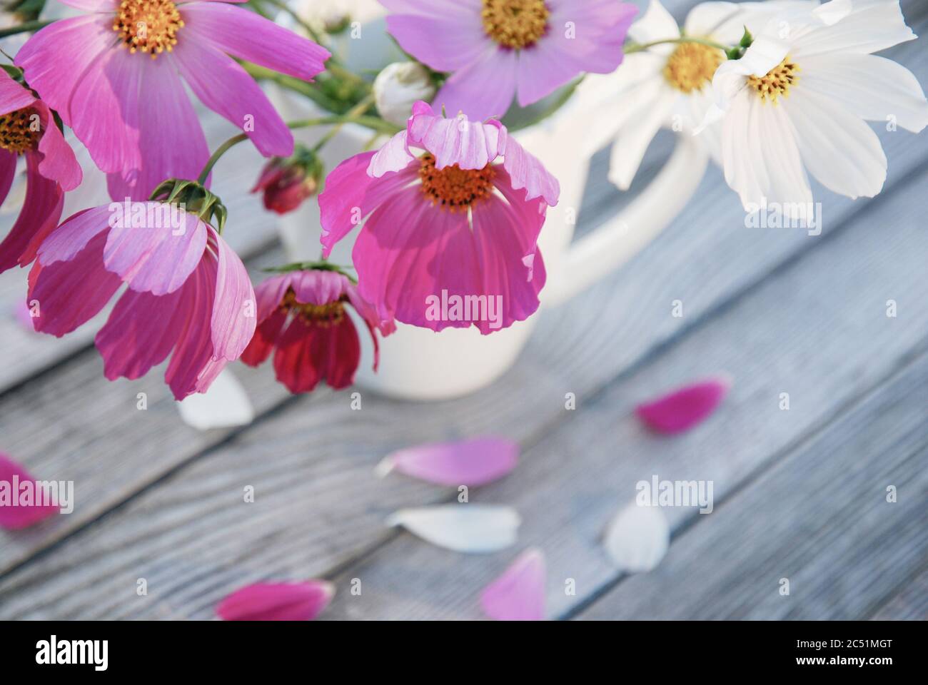 Zartes Bouquet von hellen Kosmos bipinnatus Blumen in weißem Becher auf grauen Holztisch Stockfoto