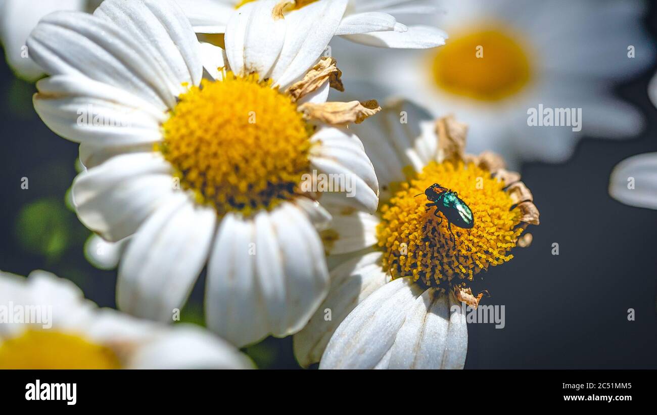 Selektive Fokusaufnahme eines Insekts auf einer Kamillenblüte Mit schwarzem Hintergrund Stockfoto