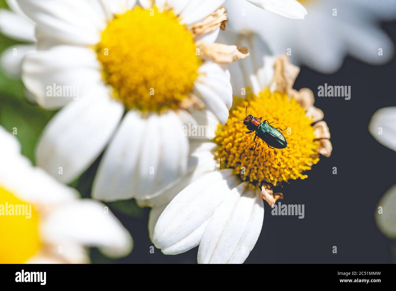 Selektive Fokusaufnahme eines Insekts auf einer Kamillenblüte Mit schwarzem Hintergrund Stockfoto
