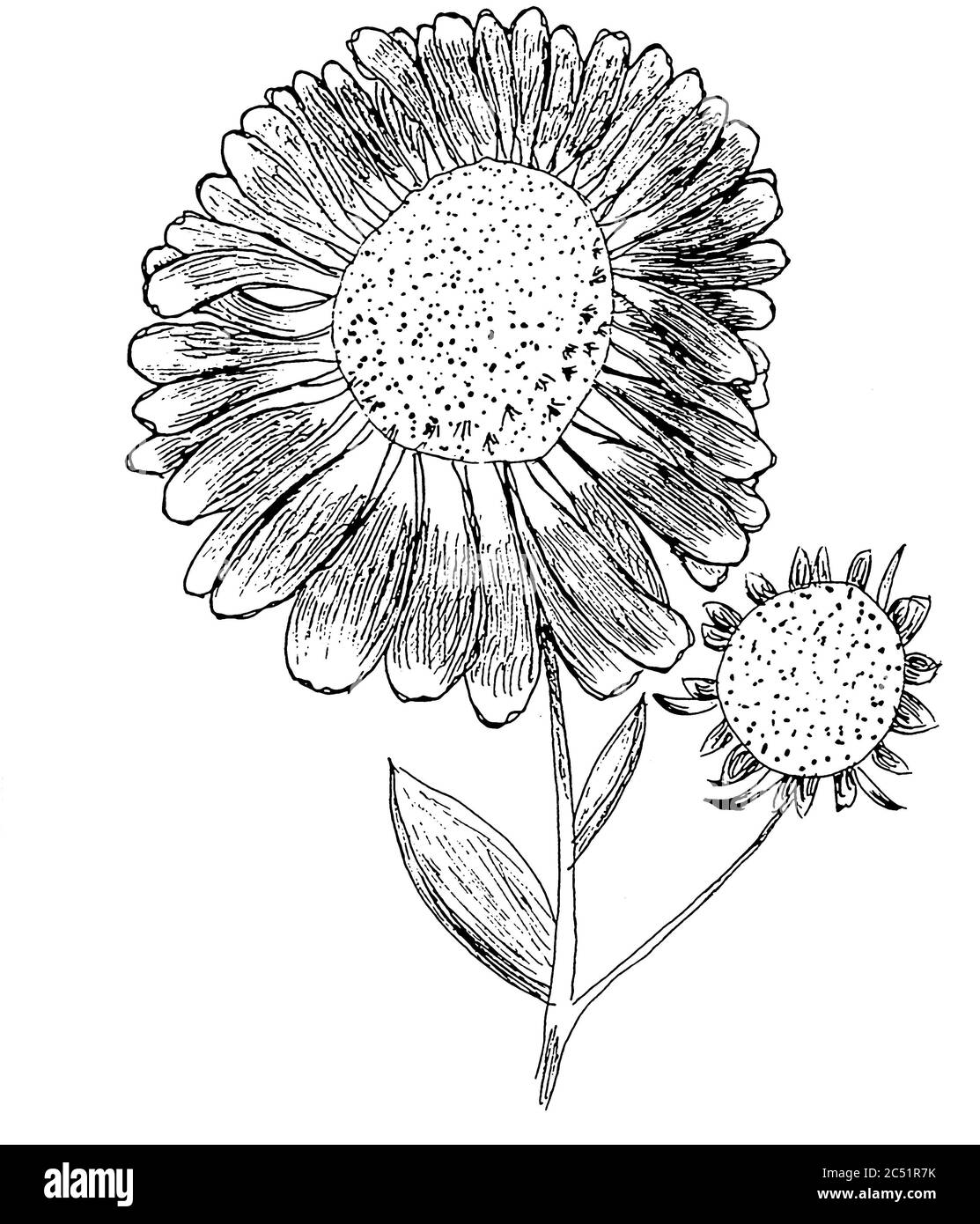 Elektampanillustration der helenium Blume mit Knospe Stockfoto