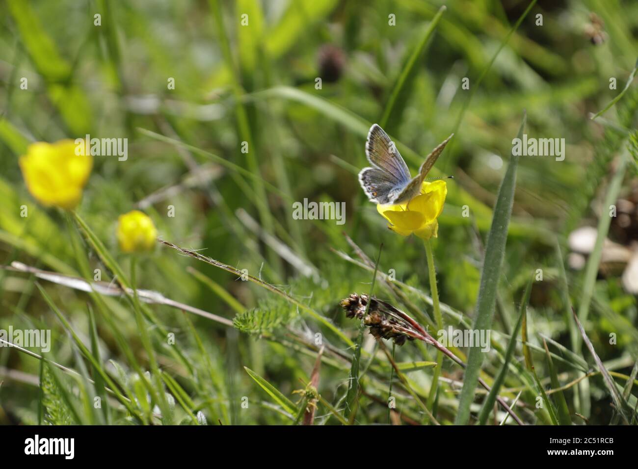 Blauer Schmetterling oder icarus polyommatus Stockfoto