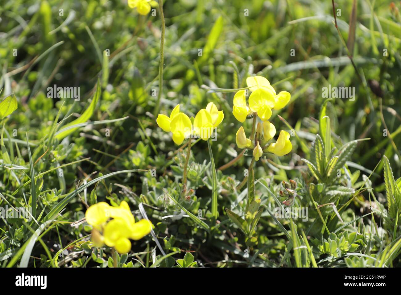 Gelbe Kleeblumen Stockfotos und -bilder Kaufen - Alamy