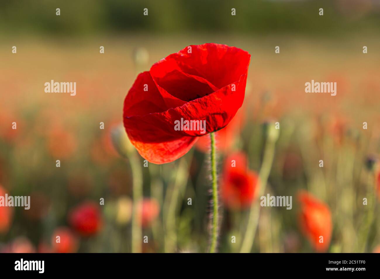 Nahaufnahme eines leuchtend roten Mohns mit geringer Schärfentiefe Stockfoto