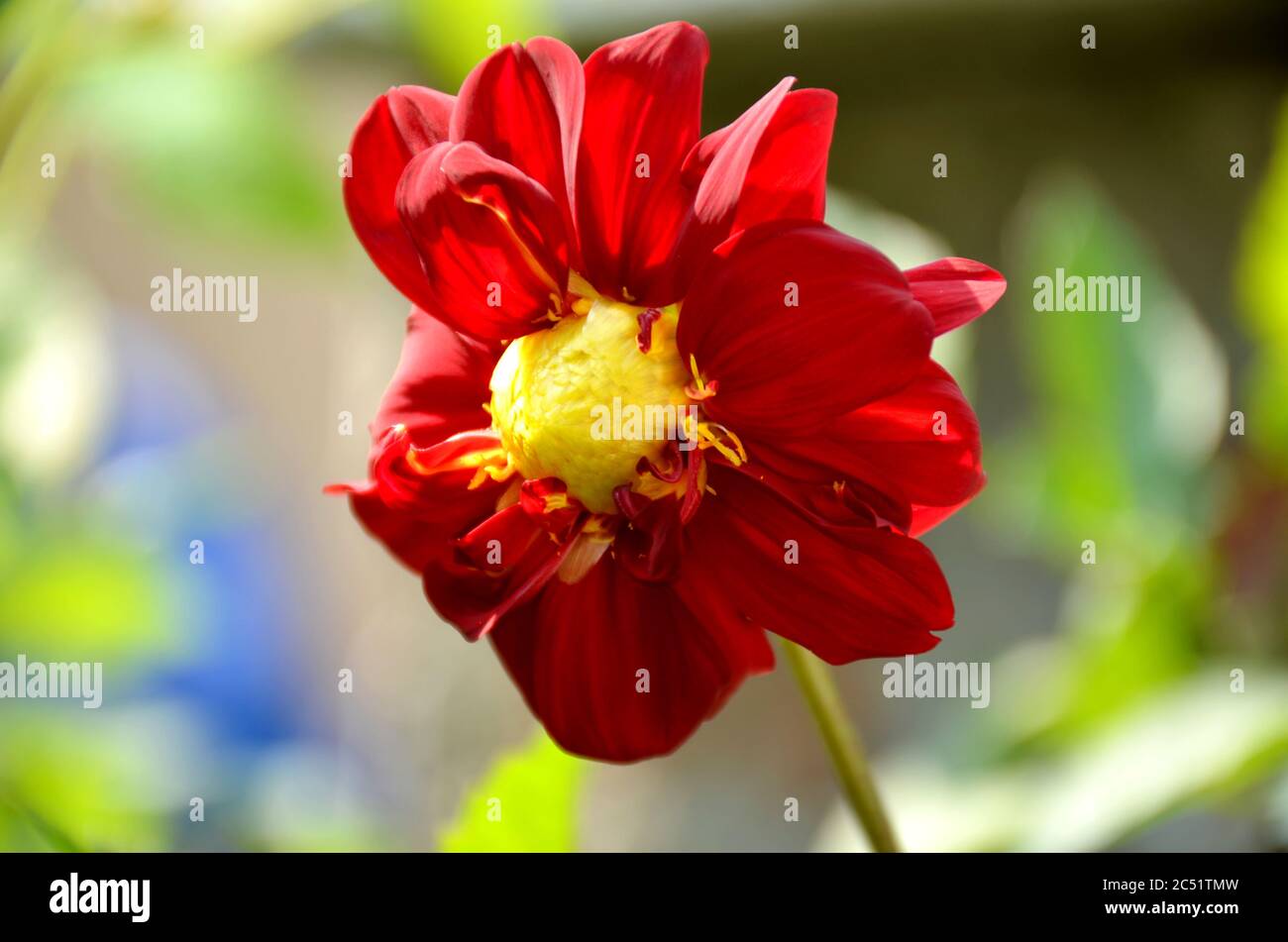 Die schöne rote Blume der Dahlia wächst im Garten. Stockfoto