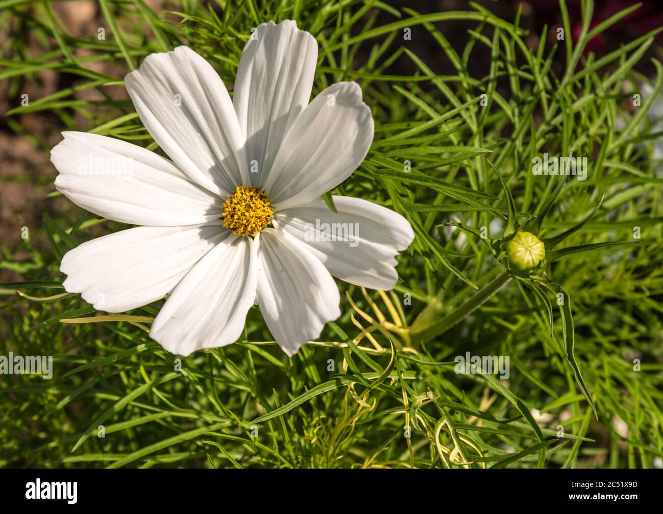 Cosmos bipinnatus (Gartenkosmos oder mexikanischer Aster) Blume Stockfoto