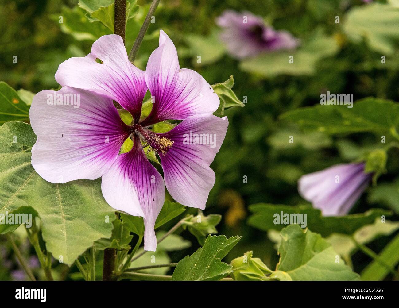 Hibiscus syriacus (Rosenmalbe) Blume Stockfoto