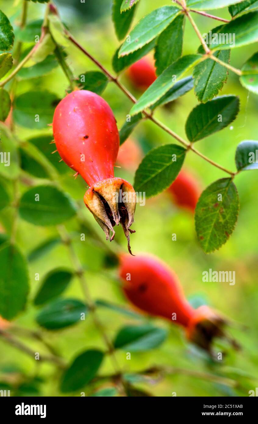 Leuchtend rote Hundehüte Stockfoto