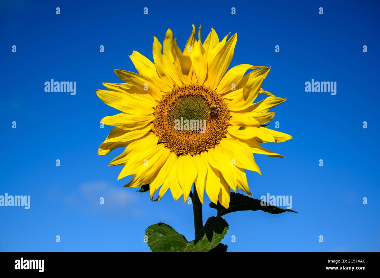 Sonnenblume gegen einen strahlend blauen Himmel mit Hummel und Schildkäfer Stockfoto