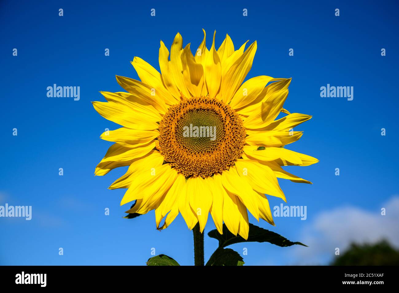 Sonnenblume gegen einen hellblauen Himmel mit Schildkäfer Stockfoto