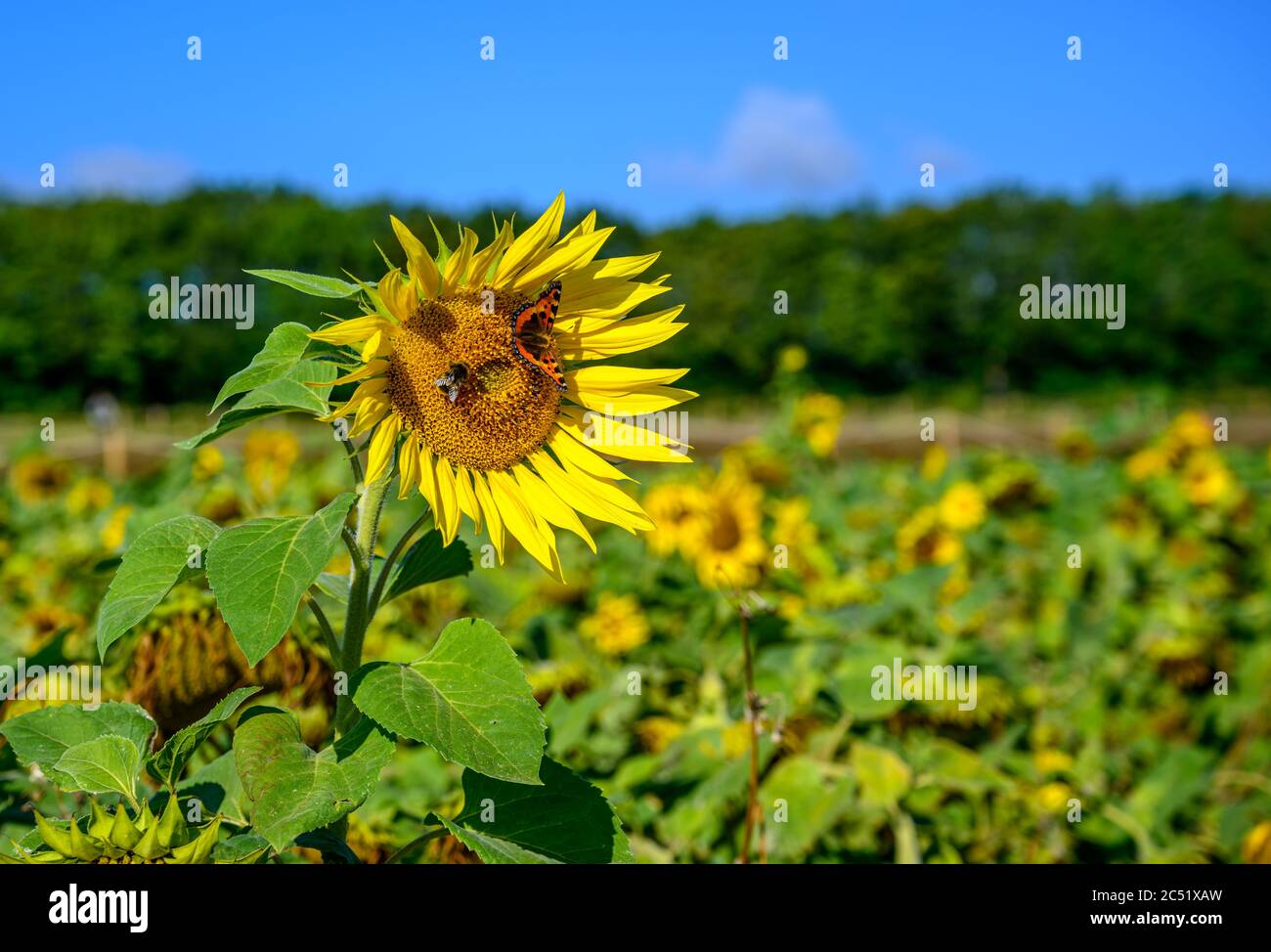 Einzelne Sonnenblume gegen ein Feld von Sonnenblumen mit Hummel und Tortoiseshell Schmetterling Stockfoto