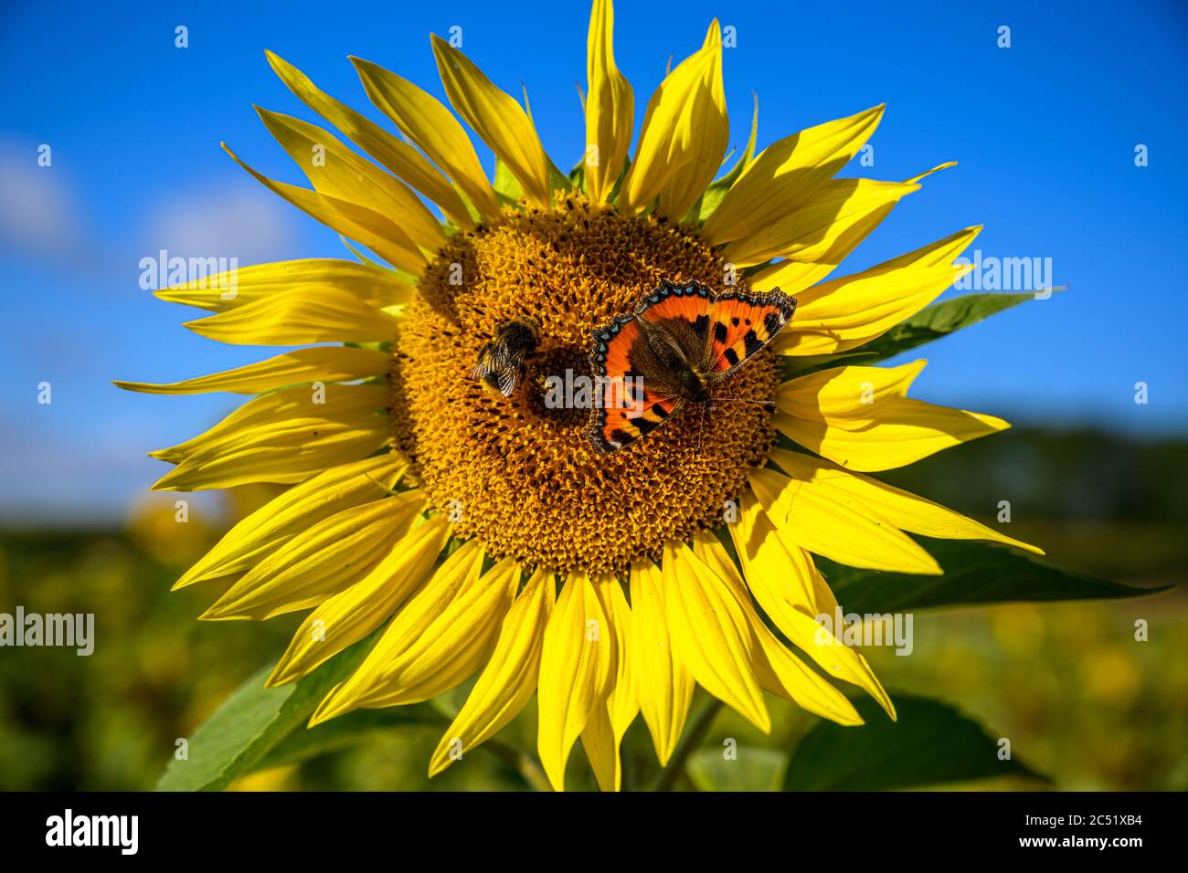 Sonnenblume gegen einen strahlend blauen Himmel, mit Hummel und Tortoiseshell Schmetterling Stockfoto