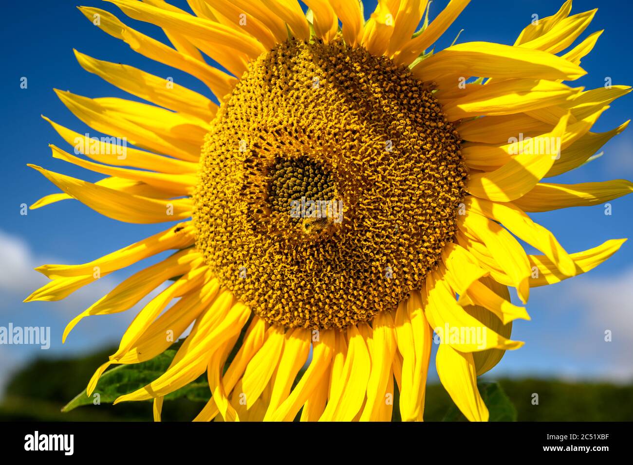 Leicht zerlumpte Sonnenblume gegen einen strahlend blauen Himmel Stockfoto