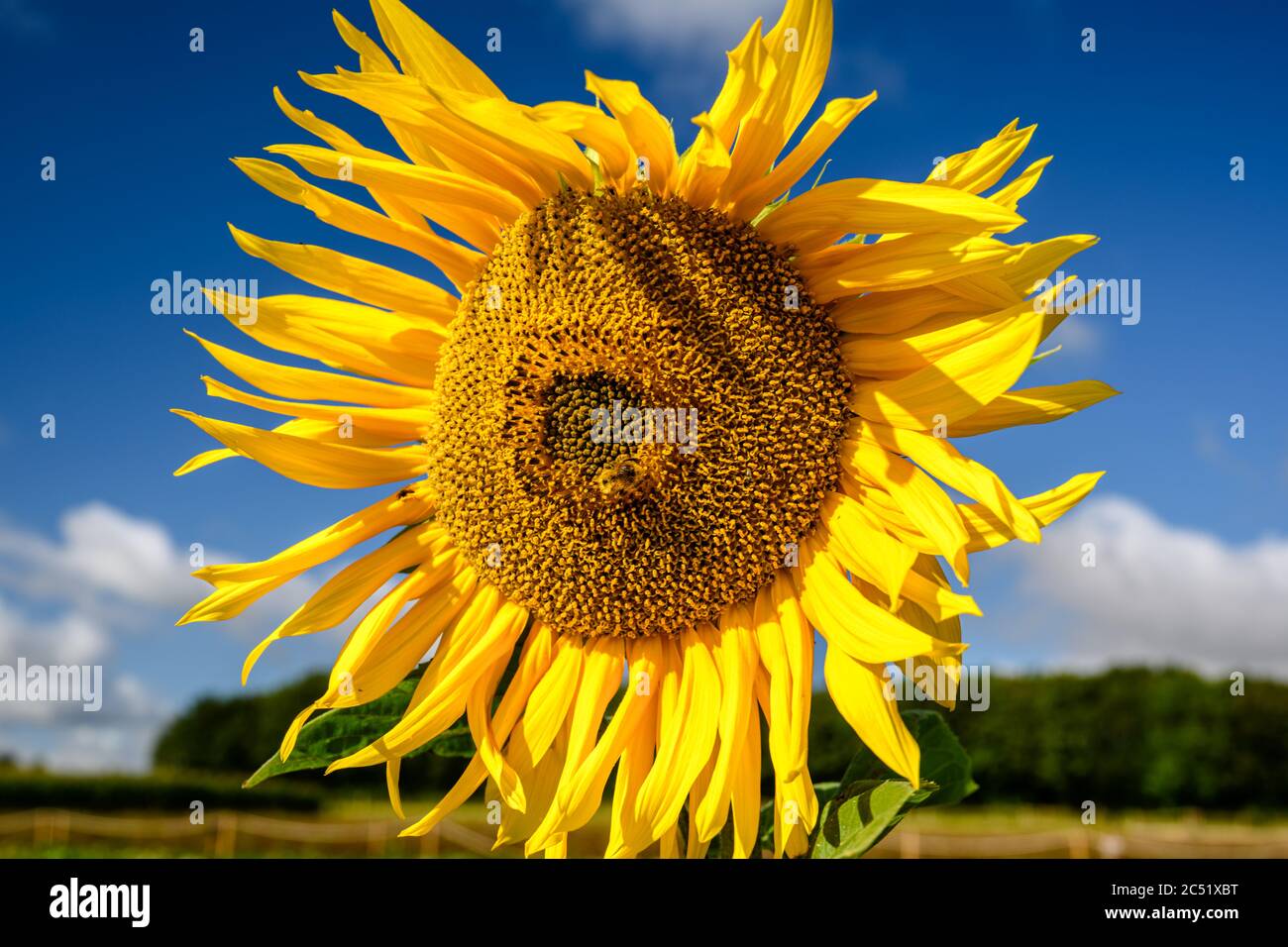 Leicht zerlumpte Sonnenblume gegen einen strahlend blauen Himmel Stockfoto