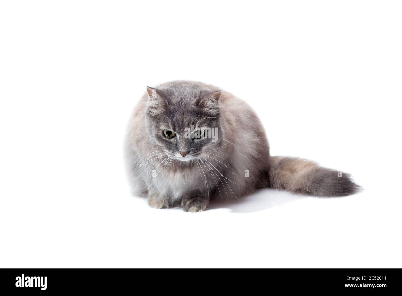 Reinrassige flauschige graue Katze liegt und schaut mit überraschten Augen hinunter, Katzentier isoliert auf weißem Hintergrund mit einem Kopierraum. Stockfoto