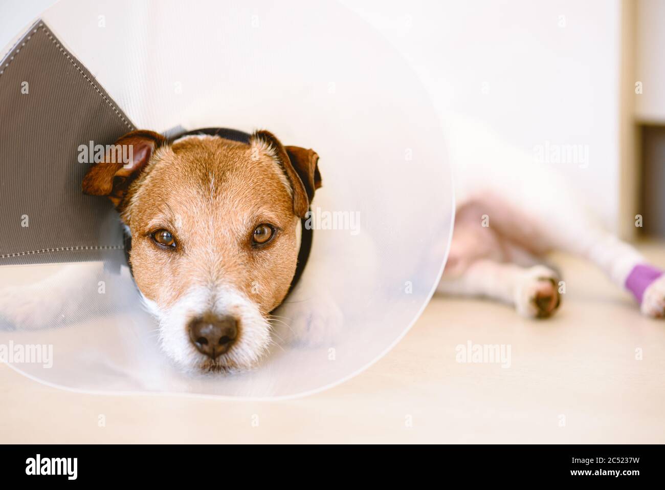 Liebenswert verletzten Hund mit Verbänden auf Pfote trägt Elizabethan Kragen auf dem Boden an sonnigen Tag ruhen Stockfoto