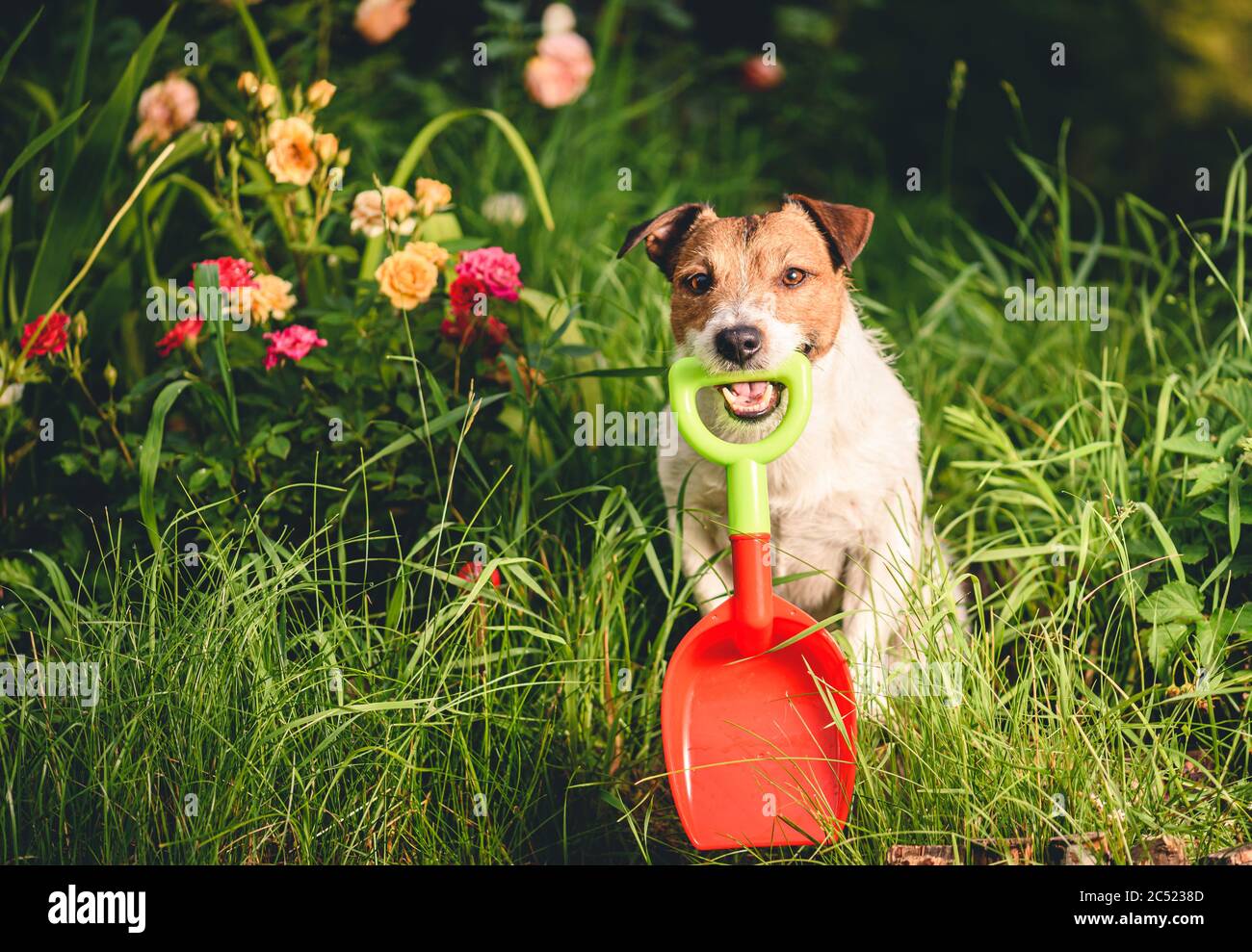 Hund als lustige Amateur Gärtner Pflanzen Rosenblumen Stockfoto
