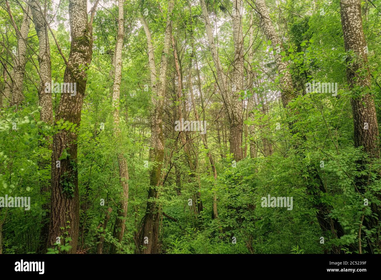 Eastern Pappel Bäume wachsen in einem Südosten Michigan Naturschutzgebiet, Macomb County, Michigan. Bäume sind nach wie vor die kostengünstigste Lösung zur Kohlenstoffabscheidung. Stockfoto