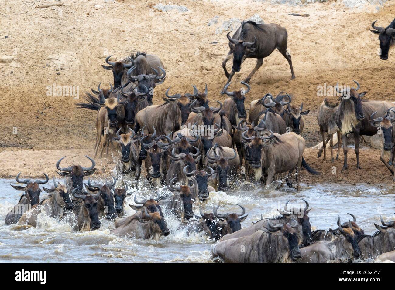 Blauer Gnus, gebrindete gnu (Connochaetes taurinus) Herde, aus der Nähe, überqueren den Mara Fluss während der großen Wanderung, Serengeti Nationalpark, Ta Stockfoto