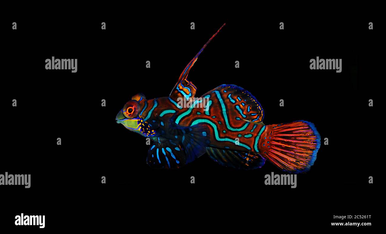 Der Mandarinfisch, einer der buntesten Salzwasserfische (Synchiropus splendidus) Stockfoto