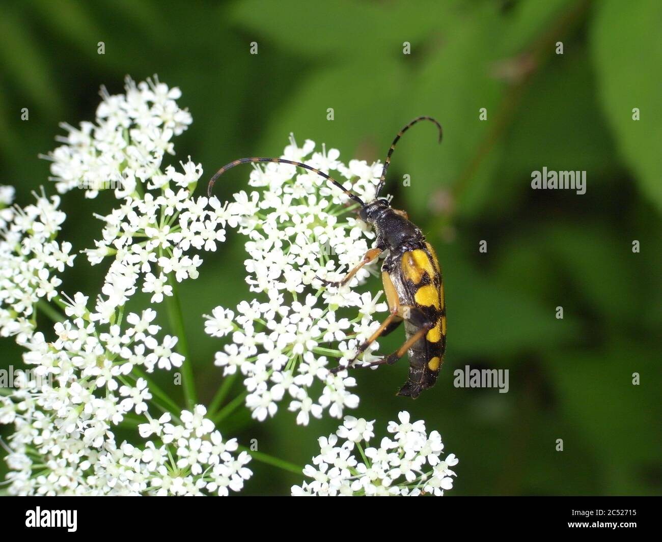 Nahaufnahme von Rutpela maculata, dem gefleckten Langhorn, einer Käferart von Blütenlanghörnern. Dieser Käfer ist in den meisten europäischen Ländern weit verbreitet. Stockfoto