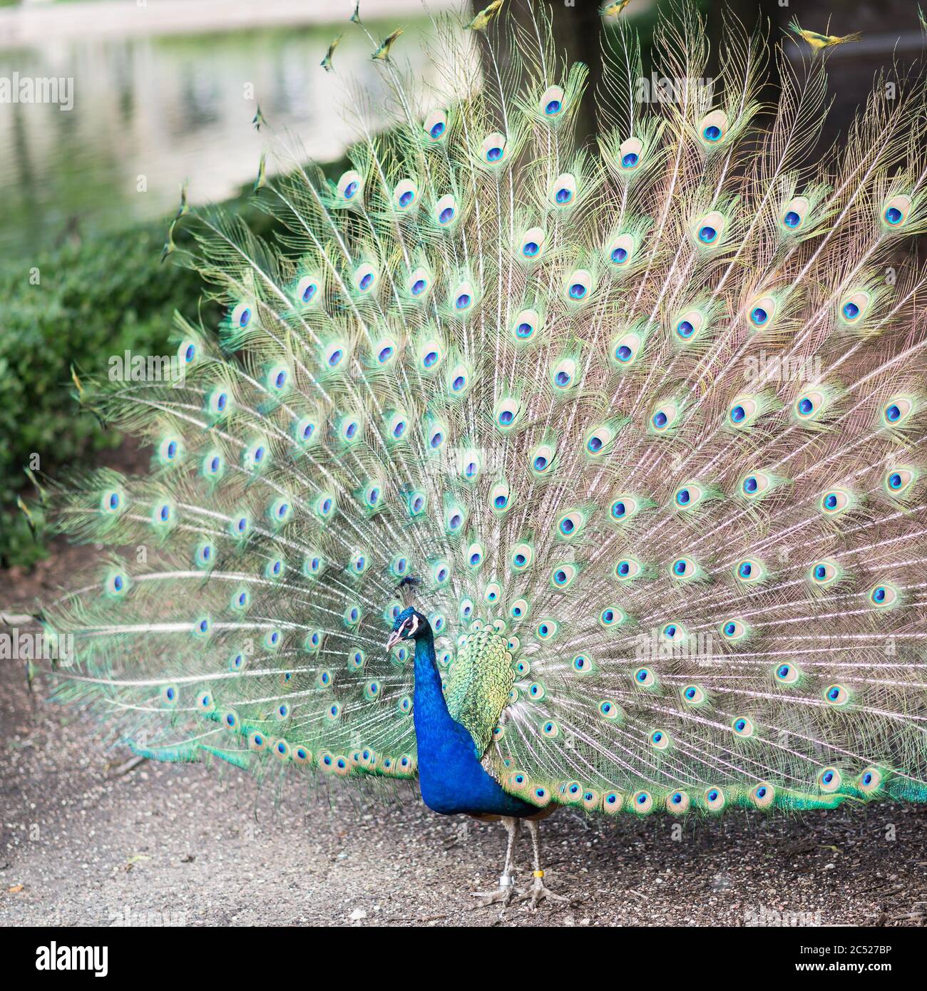 Chicago, IL USA, 23. Juni 2018, Portrait eines schönen Pfaus mit Märchenfedern im Brookfield Zoo, (nur für redaktionelle Verwendung) Stockfoto