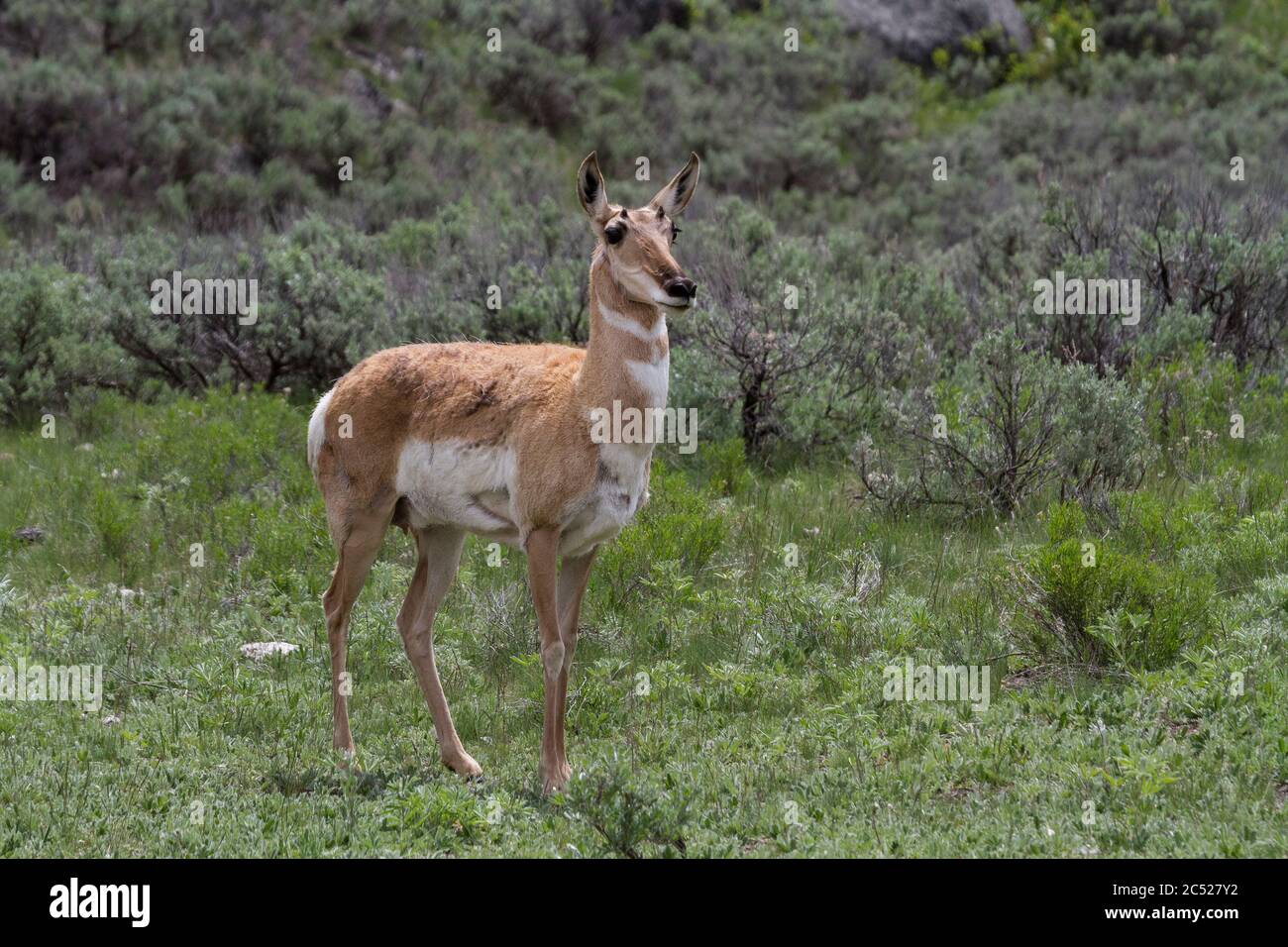 Eine amerikanische Pronghorn-Antilope im Yellowstone-Nationalpark, USA Stockfoto