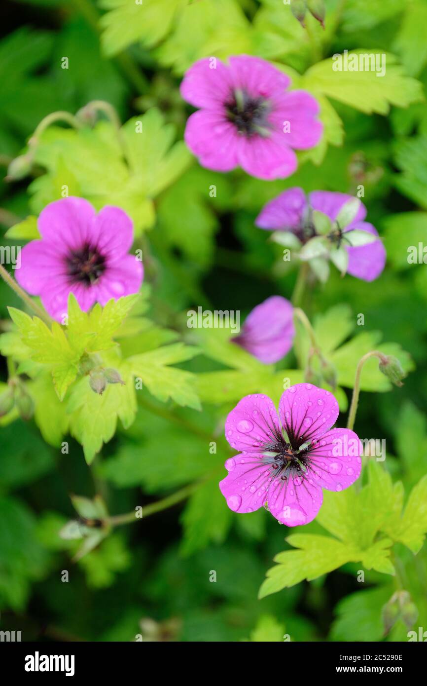 Magentafarbene Blüten der Geranie 'Ann Folkard'. Cranesbill 'Ann Folkard' Stockfoto