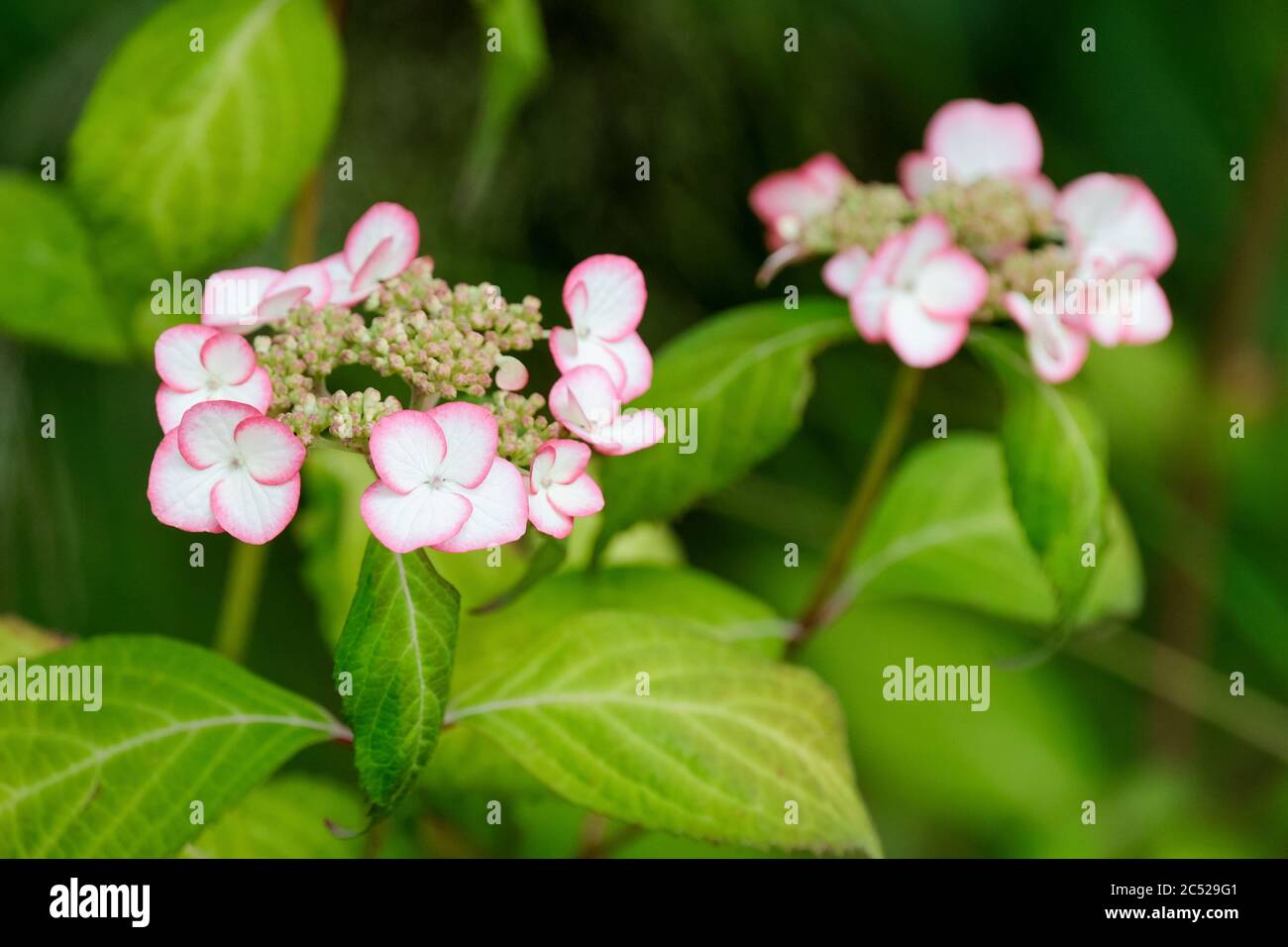 Hortensia Serrata 'Kiyosumi' Stockfoto