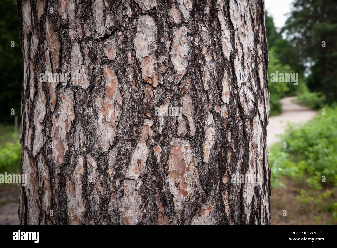 Kiefer baum -Fotos und -Bildmaterial in hoher Auflösung – Alamy