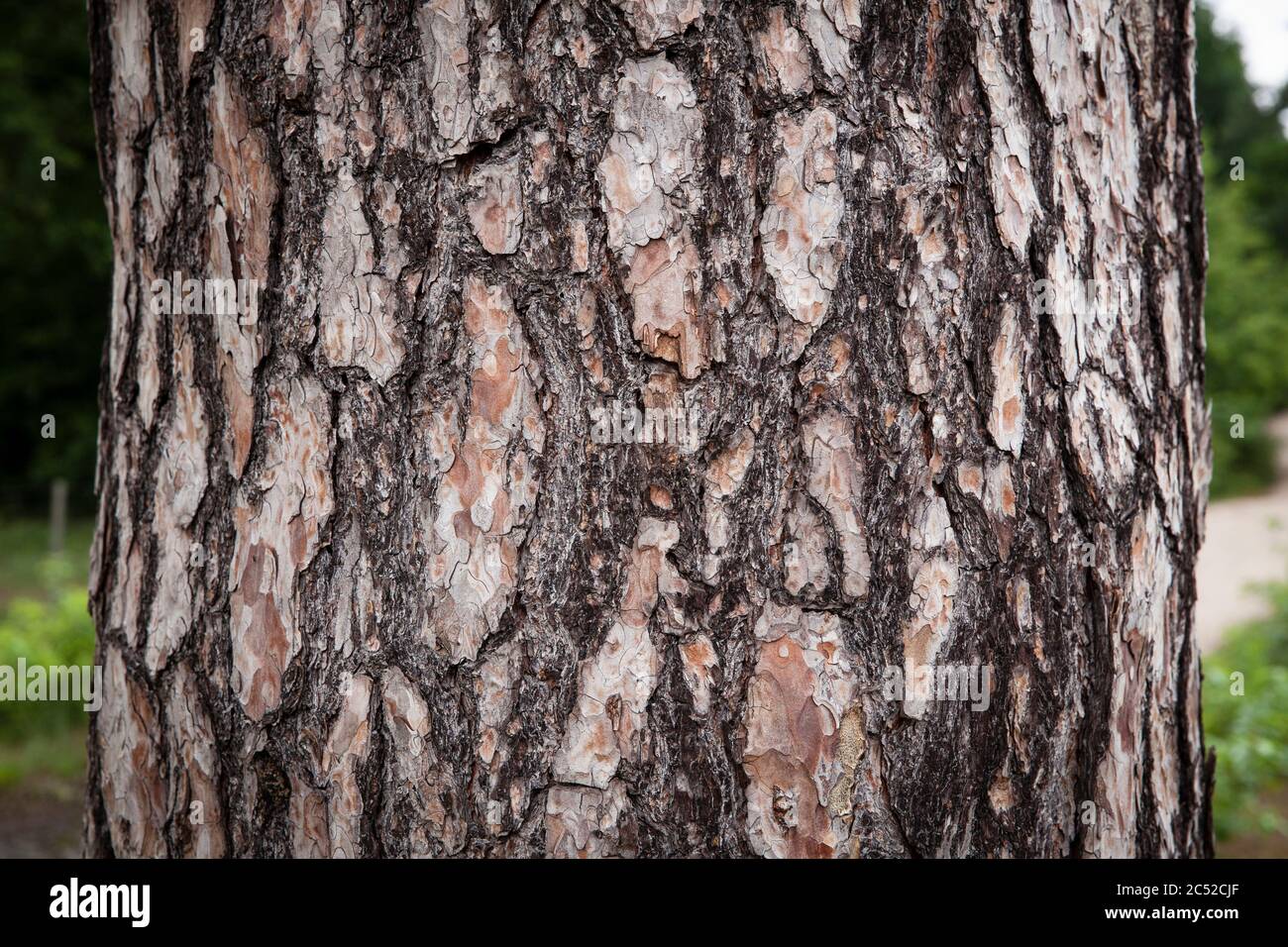 Rinde einer Kiefer in der Wähner Heide, Troisdorf, Nordrhein-Westfalen, Deutschland. Rinde einer Kiefer in der Wahner Heide, Troisdorf, Nordrhein-Wes Stockfoto