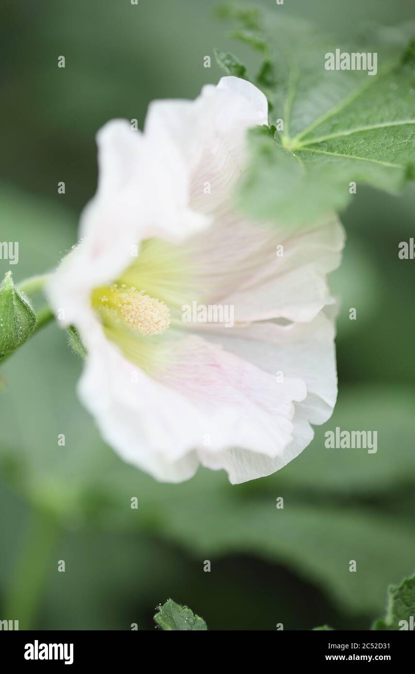 Schöne altmodische weiche rosa Hollyhock, Althaea rosea (Alcea rosea), Blume. Selektiver Fokus geringe Schärfentiefe mit unscharfem Hintergrund. Stockfoto