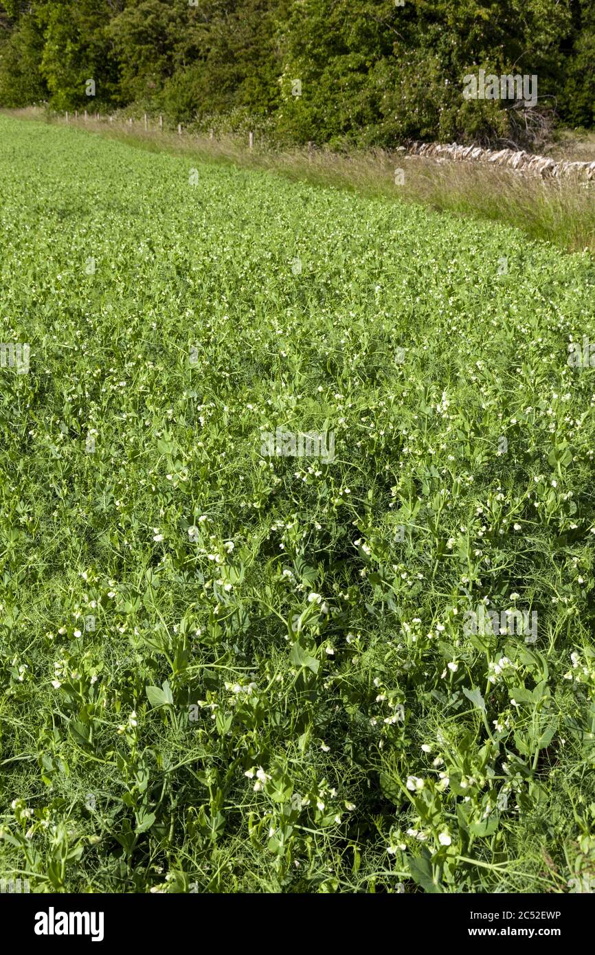 Ein Erbsenfeld, das in der Nähe des Cotswold-Dorfes Snowshill, Gloucestershire, Großbritannien, wächst Stockfoto