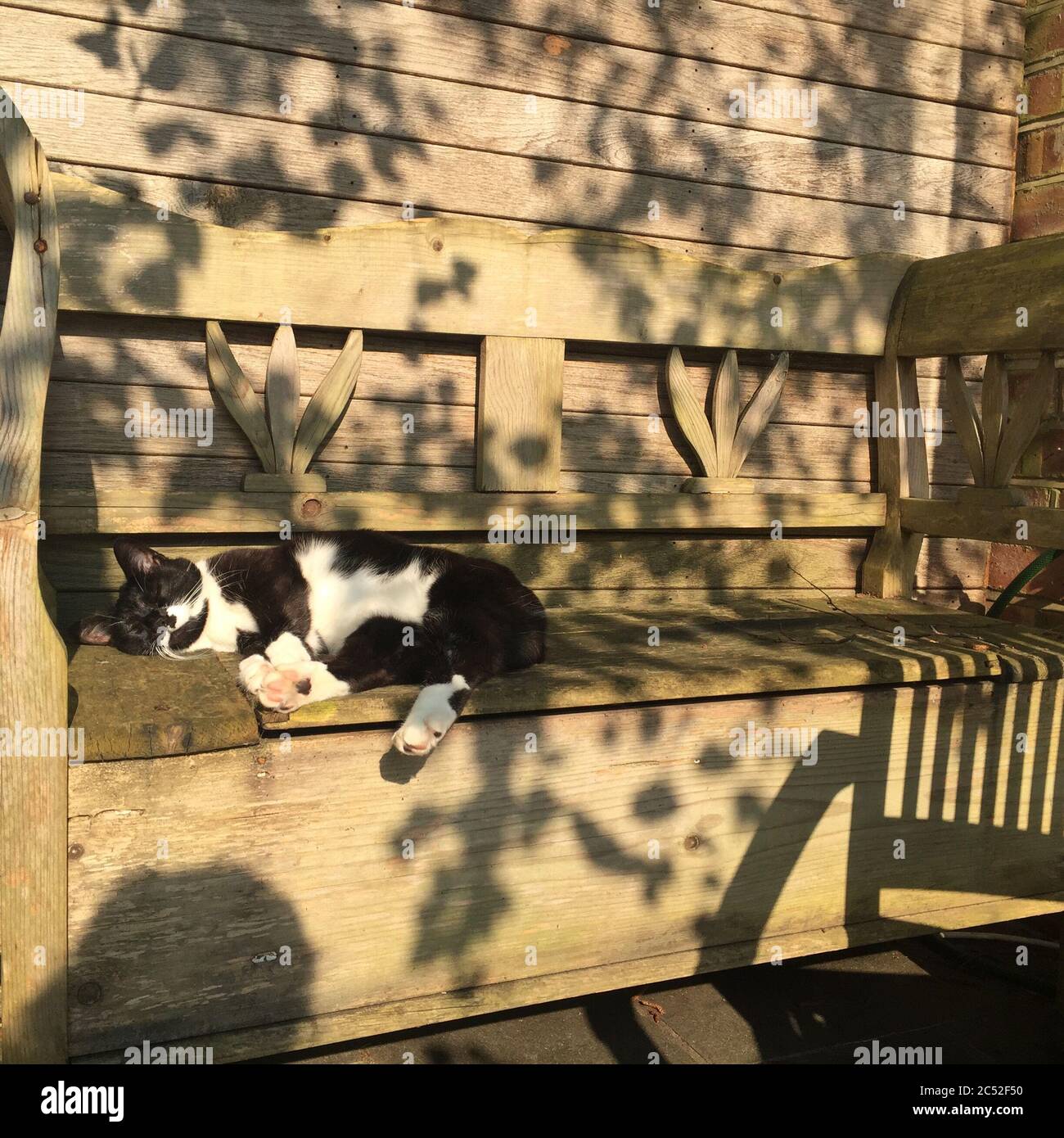 Katze schläft auf einer Bank in der Sonne, England, Großbritannien Stockfoto