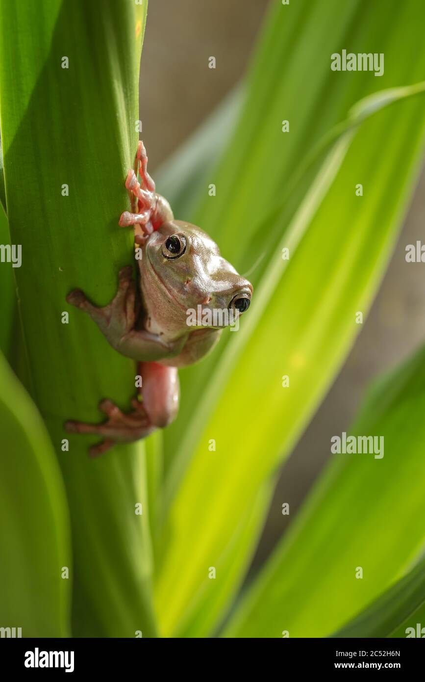 Australischer grüner Baumfrosch auf einer Pflanze, Indonesien Stockfoto