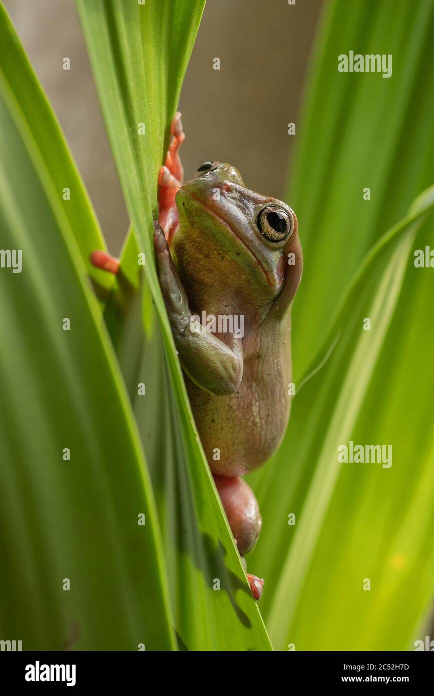 Australischer grüner Baumfrosch auf einer Pflanze, Indonesien Stockfoto