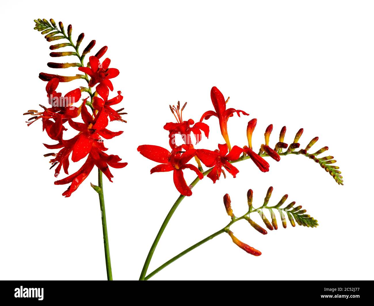 Rote Sommerblumen der winterharten Crocosmia 'Lucifer' auf weißem Hintergrund Stockfoto