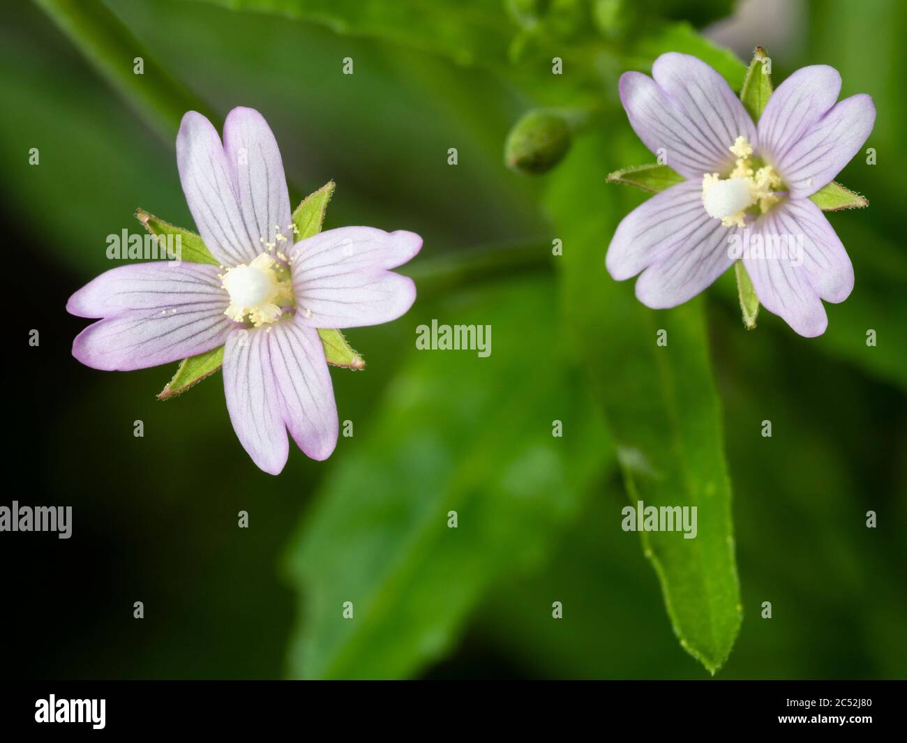 Nahaufnahme der Blumen der UK Wildblume und Gartengras, Epilobium parviflorum, heiterem Weidenkraut Stockfoto