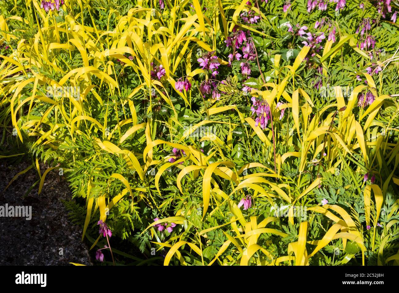 Das goldene Gras der Boule, Milium effusum 'Aureum', vermischt sich im Gartenhaus mit Dicentra formosa und Lamium maculatum Stockfoto