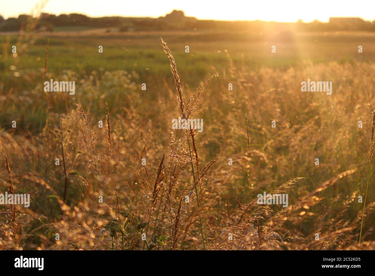 Grasland in der Abendsonne bei Barfleur, Normandie, Frankreich Stockfoto
