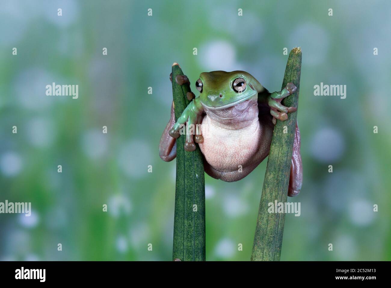 Australischer Weißer Baumfrosch balanciert zwischen zwei Pflanzen, Indonesien Stockfoto