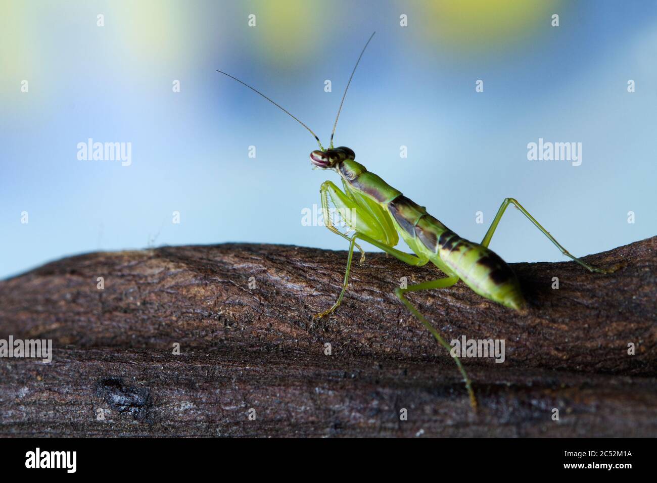 Nahaufnahme einer asiatischen Ameisenmantis an einem Zweig, Indonesien Stockfoto