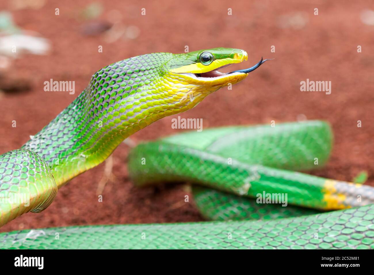 Nahaufnahme einer Gonyosoma-Schlange, die ihre Zunge flippt, Indonesien Stockfoto