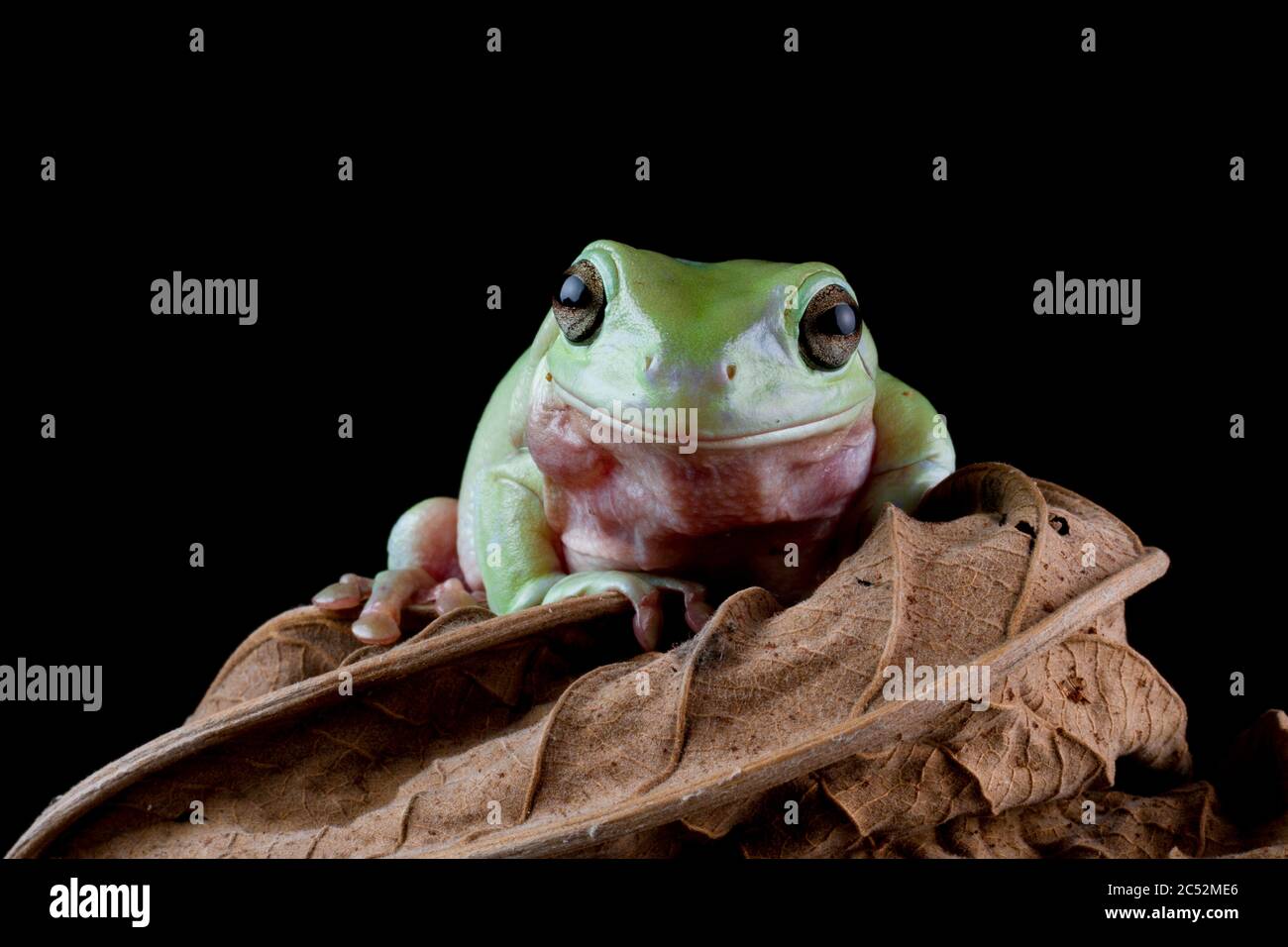 Australischer Baumfrosch auf einem Blatt, Indonesien Stockfoto