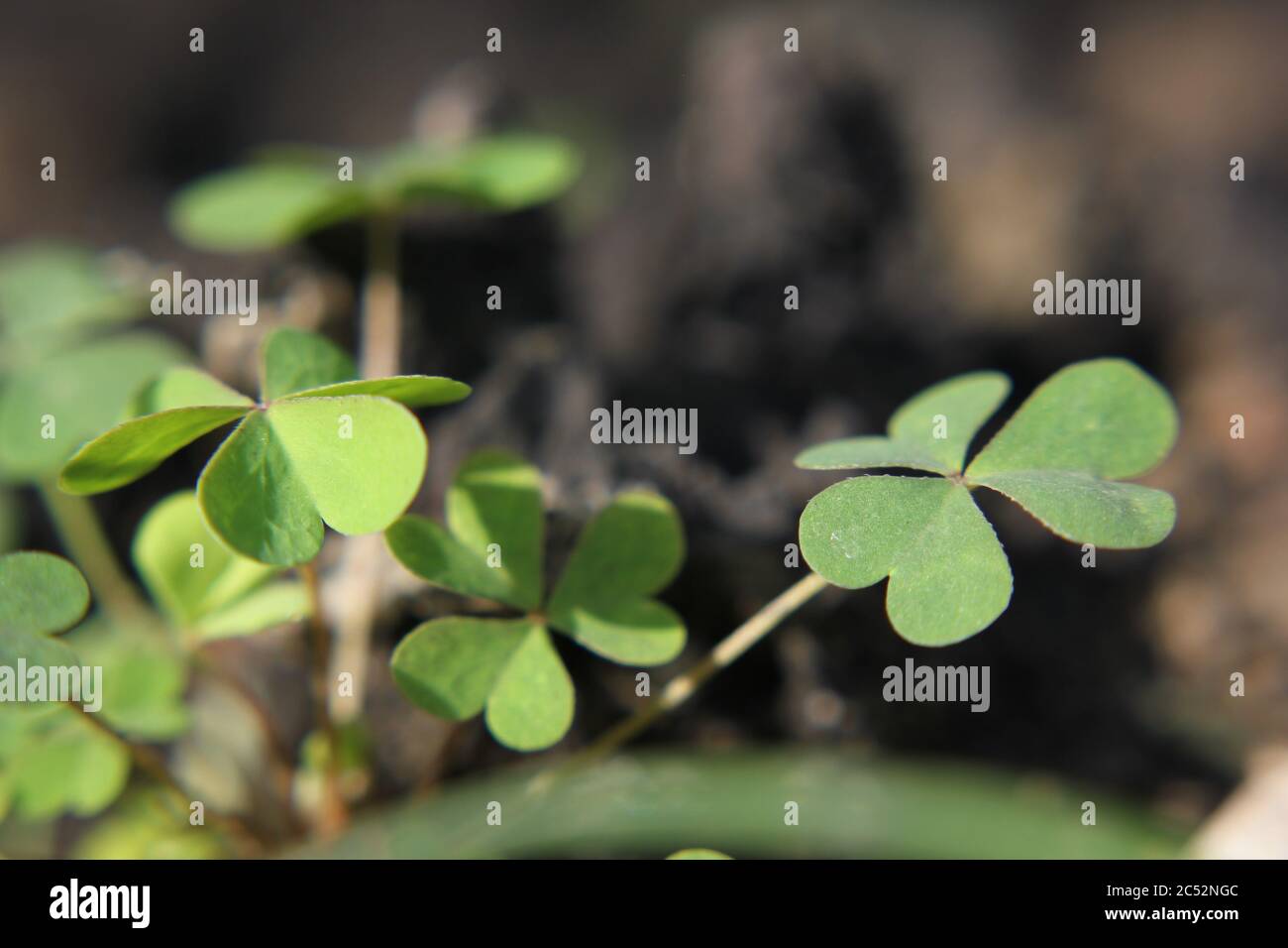 Trifolium repens, holländischer Klee, Ladino Klee oder Ladino, die im Hinterhof wachsen. Stockfoto