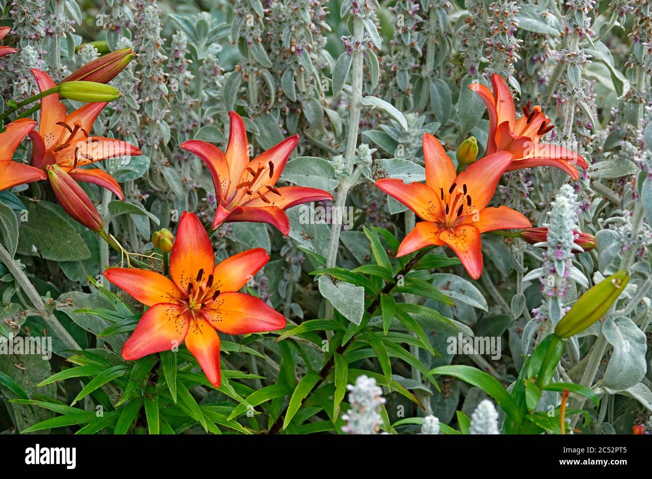 Portrait einer Holzlilie, Lilium philadelphicum, eine Blume aus Nordamerika, im Oregon Garden bei Silverton, Oregon. Stockfoto