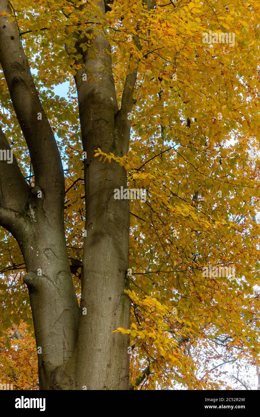 Blick auf das Baldachin einer Buche in herbstlichen Farben Stockfoto