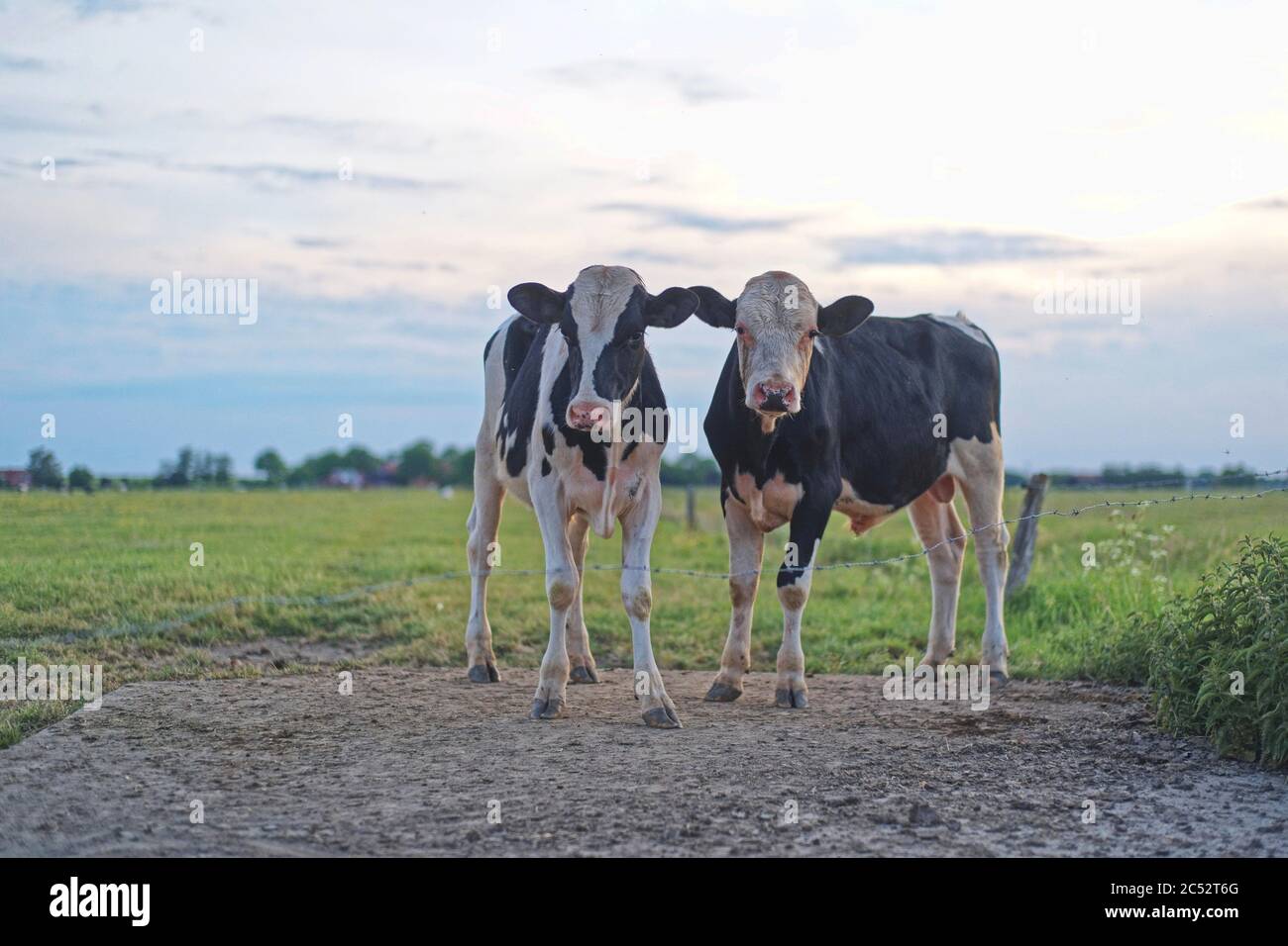 Zwei Kälber stehen auf einem Feld, Ostfriesland, Niedersachsen, Deutschland Stockfoto