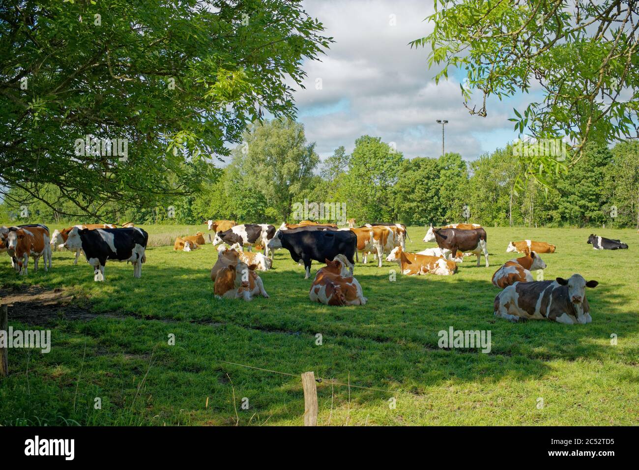 Herde von Kühen auf einem Feld, Ostfriesland, Niedersachsen, Deutschland Stockfoto