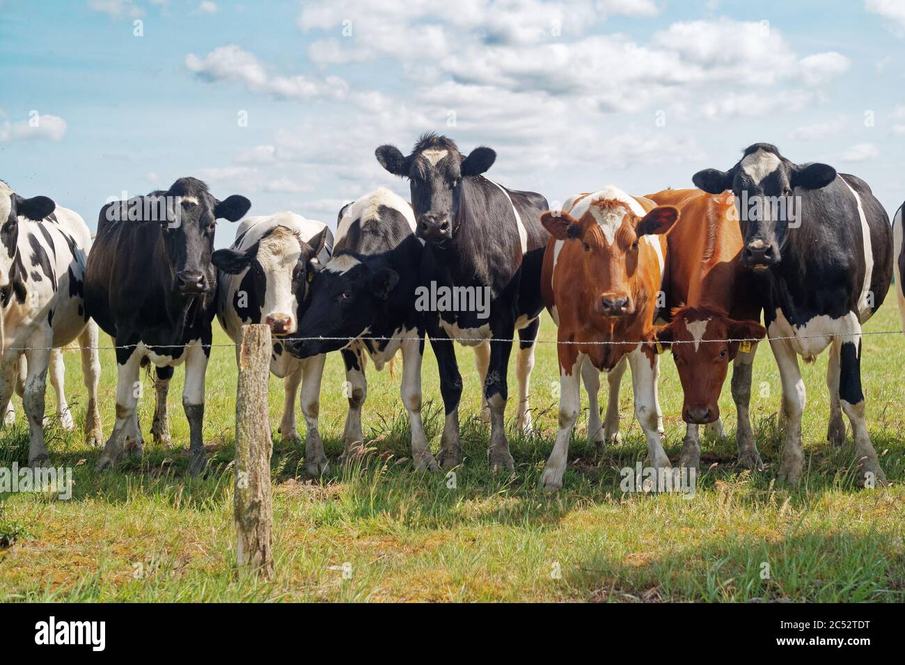 Herde von Kühen auf einem Feld, Ostfriesland, Niedersachsen, Deutschland Stockfoto