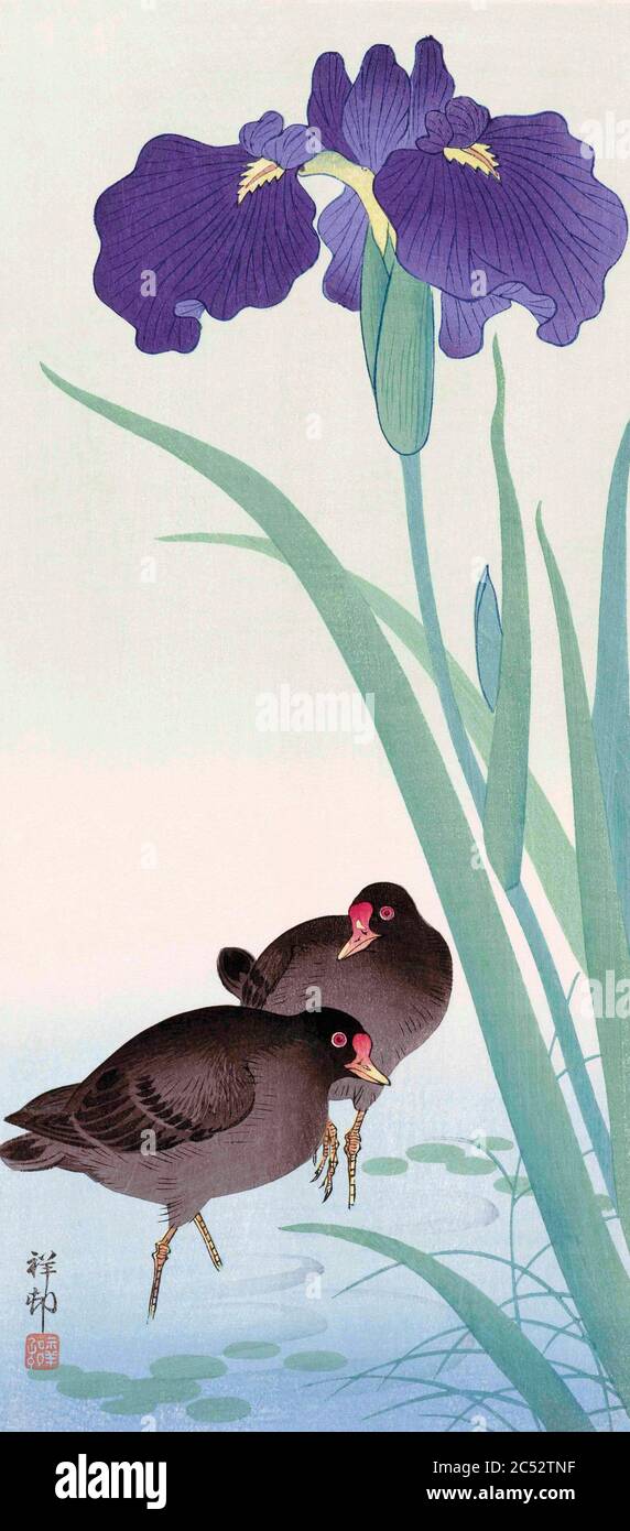 Zwei Moorhennen (Gallinula tenebrosa) und Iris, von der japanischen Künstlerin Ohara Koson, 1877 - 1945. Ohara Koson war Teil der Shin-Hanga, oder New Prints Bewegung. Stockfoto